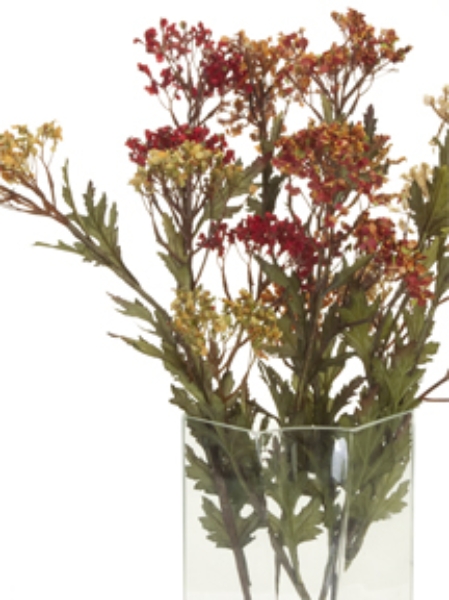 Picture for category Queen Anne's Lace