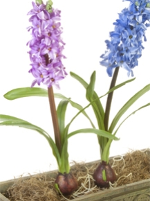 Picture for category Bulbs