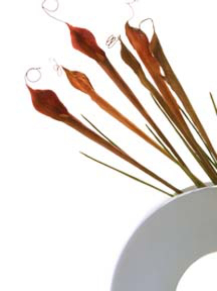 Picture for category Cobra Lily