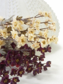 Picture for category Dried Look