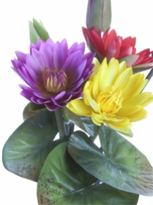 Picture for category Water Lily