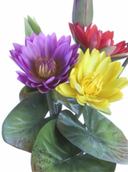 Picture for category Water Lily