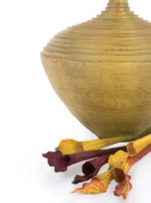 Picture for category Pitcher Plant