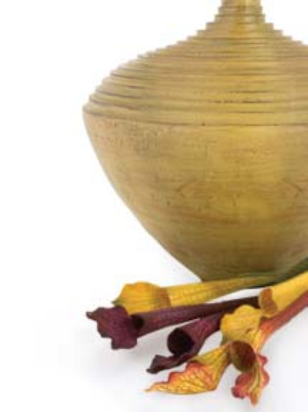Picture for category Pitcher Plant