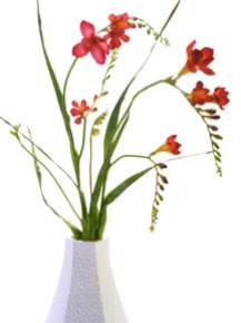 Picture for category Freesia