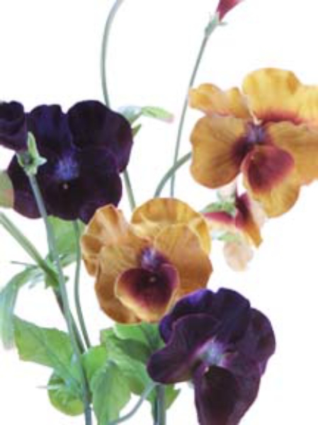 Picture for category Pansy