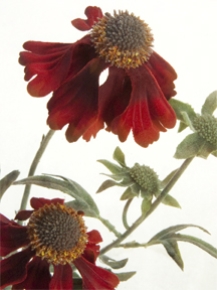 Picture for category Cosmos