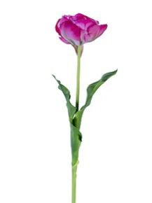 Picture for category TULIP