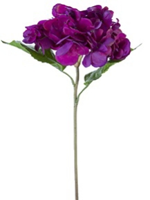 Picture for category HYDRANGEA