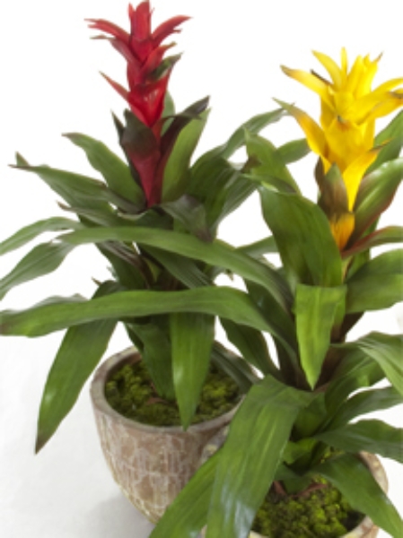 Picture for category Potted Items