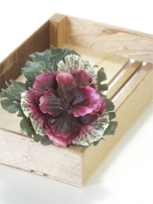 Picture for category Cabbage