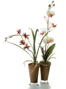 Picture for category Orchid Premade