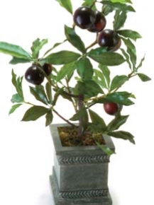 Picture for category Fruits Premade