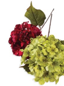 Picture for category Hydrangea