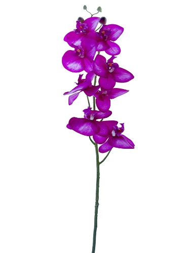 Picture of 44" PHALAENOPSIS  SPRAY