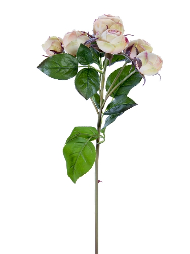 Picture of 22" FRESH TOUCH ENGLISH ROSE BUDS