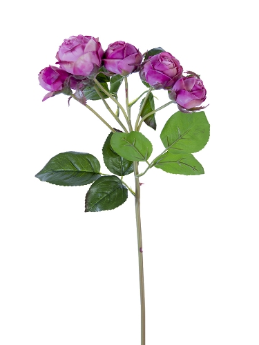 Picture of 22" FRESH TOUCH ENGLISH ROSE BUDS