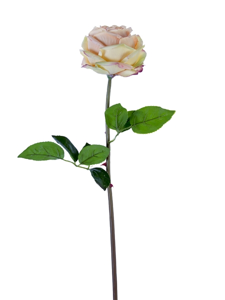 Picture of 27" FRESH TOUCH HEDGEROW ROSE STEM