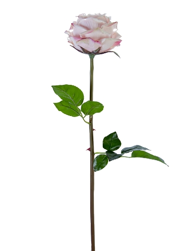 Picture of 27" FRESH TOUCH HEDGEROW ROSE STEM