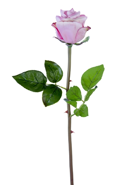 Picture of 25" FRESH TOUCH BEAUTY ROSE BUD