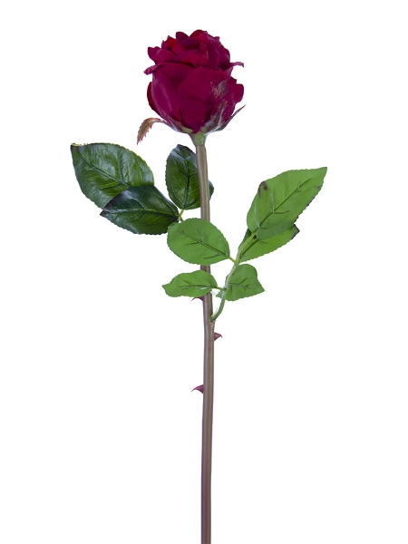 Picture of 25" FRESH TOUCH BEAUTY ROSE BUD