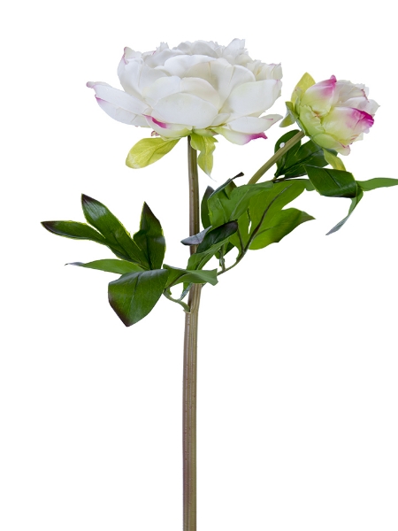 Picture of 23" FRESH TOUCH PEONY