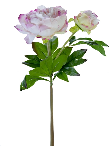 Picture of 23" FRESH TOUCH PEONY