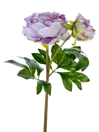 Picture of 23" FRESH TOUCH PEONY