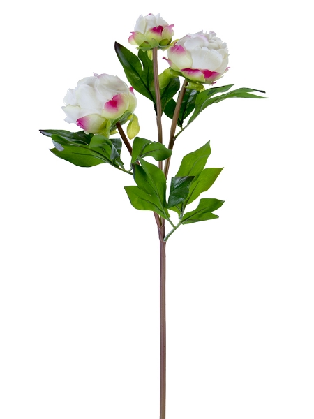 Picture of 28" FRESH TOUCHPEONY BUDS