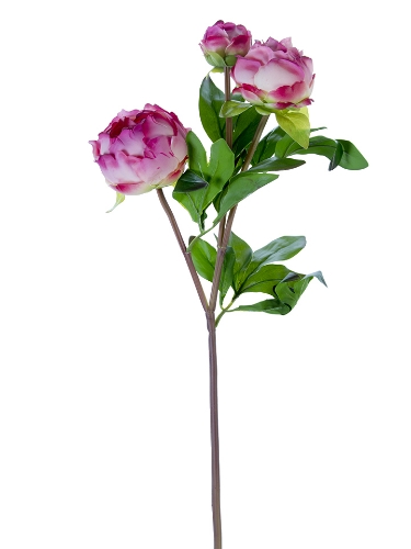 Picture of 28" FRESH TOUCHPEONY BUDS