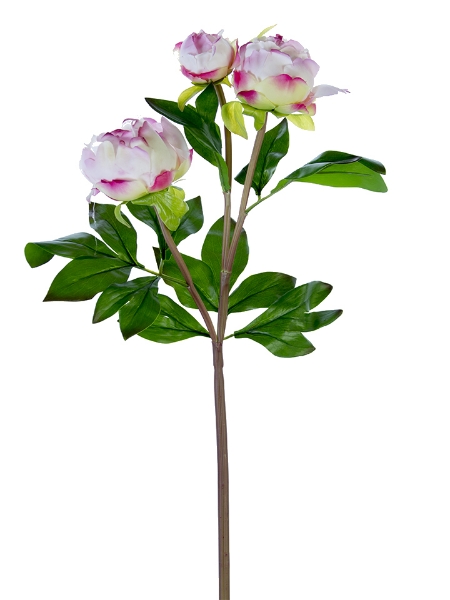 Picture of 28" FRESH TOUCHPEONY BUDS