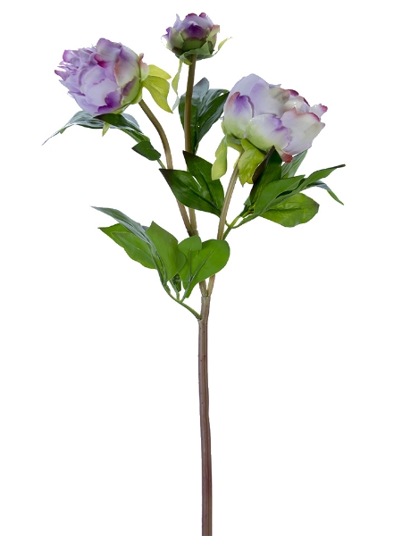 Picture of 28" FRESH TOUCHPEONY BUDS
