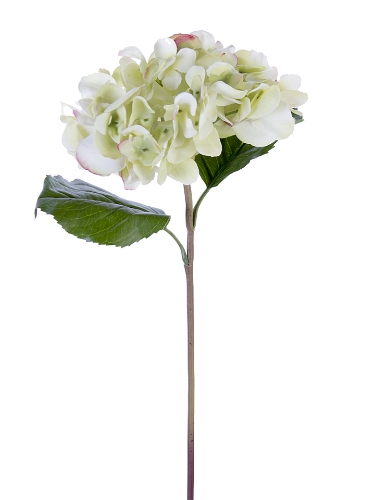 Picture of 22" FRESH TOUCH GRAND HYDRANGEA