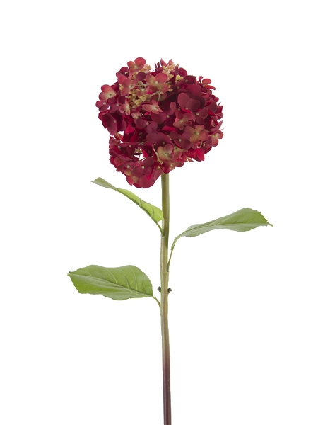 Picture of 25" FRESH TOUCH CONE HYDRANGEA