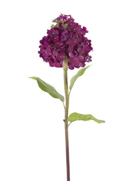 Picture of 25" FRESH TOUCH CONE HYDRANGEA