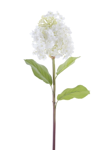 Picture of 25" FRESH TOUCH CONE HYDRANGEA