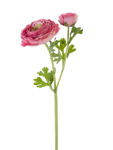 Picture of 23" FRESH TOUCH OPEN RANUNCULUS