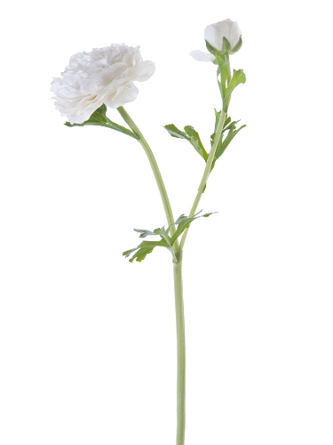 Picture of 22" FRESH TOUCH BUTTERCUP RANUNCULUS