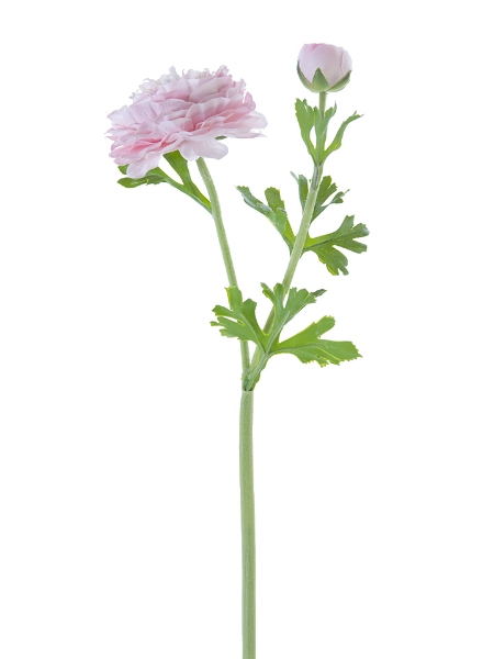Picture of 22" FRESH TOUCH BUTTERCUP RANUNCULUS