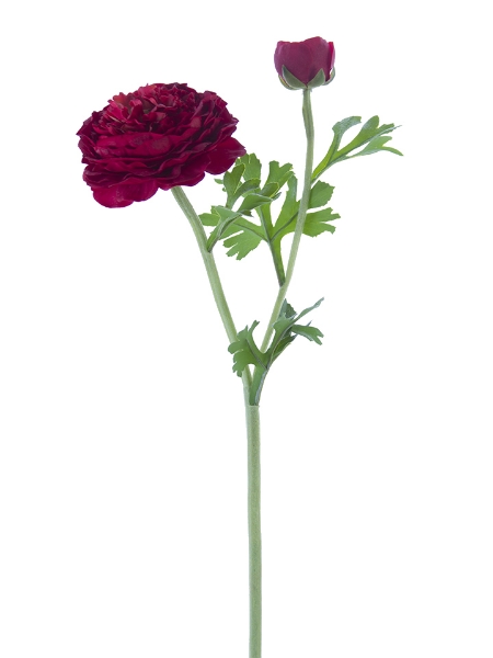 Picture of 22" FRESH TOUCH BUTTERCUP RANUNCULUS