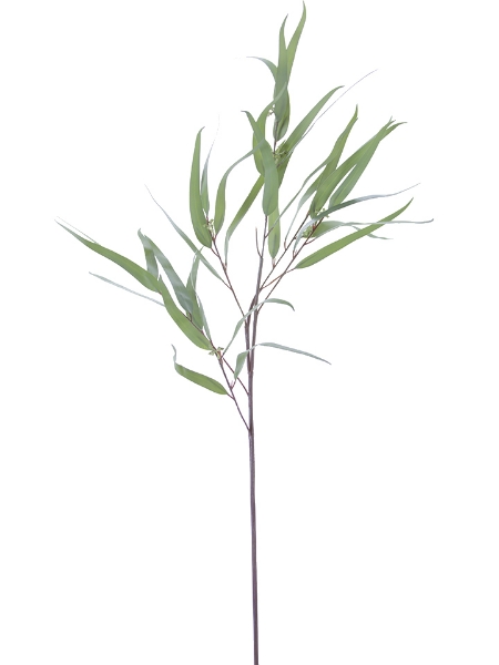 Picture of 36" FEATHER EUCALYPTUS SPRAY