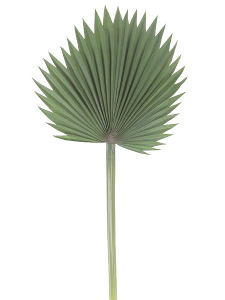 Picture of 37" REED PALM LEAF