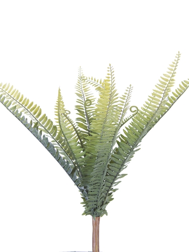 Picture of 20" DRYOPTERIS FERN BUSH