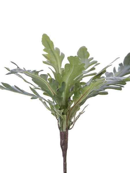 Picture of 13" STAGHORN FERN BUSH