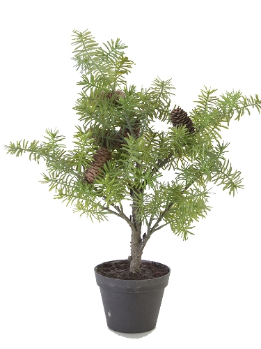 Picture of 22" FIR PINE TREE POT