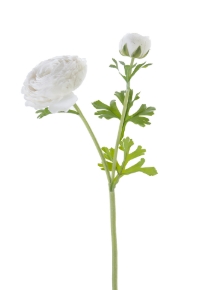 Picture for category RANUNCULUS