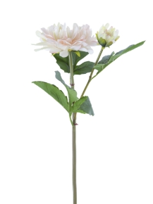 Picture for category DAHLIA