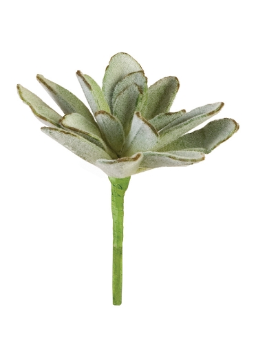 Picture of 7" ECHEVERIA PCIK