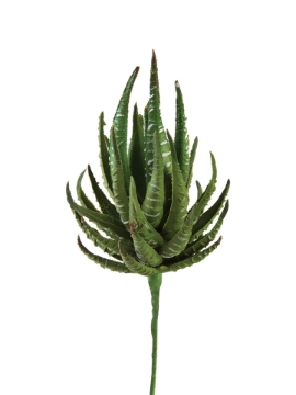 Picture of 7" HAWORTHIA