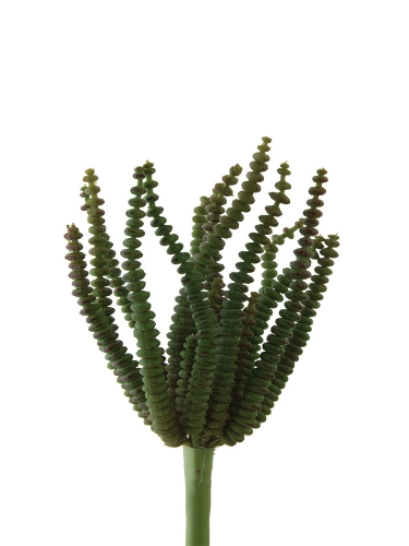 Picture of 4.5" RINGED EUPHORBIA